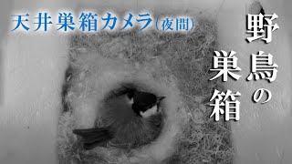 【夜間】 孵化13日目 10雛→8雛 シジュウカラの巣箱  天井巣箱カメラ 野鳥 2023/05/23(夜)～05/24(朝) Bird Nest Box Live Camera