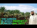 Madina The Garden Of Salman Farsi R A, jahan Nabi S A W Ne 300 Khajoor K darkhat Lagaye