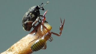 Pseudoscorpion and beetle are dressing up.  Pseudoskorpion u. Rüsselkäfer putzen sich