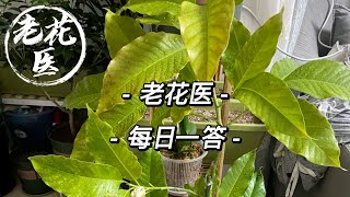 【每日问答】栀子花嫩芽长了又黑枯怎么办？白兰叶子全黄了？Q\u0026A: Gardenia's bud withered. White Champaca's leaves turned yellow.