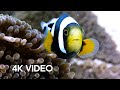 Amazing Clownfish Teamwork | 4K UHD | Blue Planet II | BBC Earth