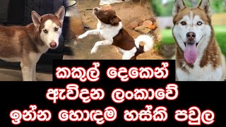 Akeera The Husky Dog In Sri Lanka | Ceylon Husky Family