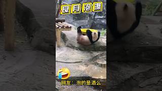 【太逗了🤣】良月你是来搞笑的么？😅😂重庆大熊猫良月将美人出浴演绎成贵妃醉酒，笑果爆棚！ #熊猫 ＃熊猫良月