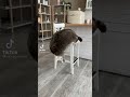 Animal doing Things - A very thicc trash panda @raccoon.tema #catsoftiktok #meowmeow #translatethis