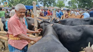 @ মঙ্গলবার ১৭ জুন২৫|| টাকা দিয়ে দাম বলা, গাজীপুরের খামারীর নতুন স্টাইল, ক্রস জাতের ষাঁড় গরু কেনা||