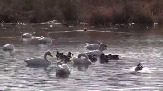 白鳥スワン2014（茨城県坂東市菅生沼(上沼））SWANS