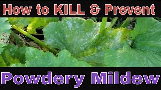 How to kill Powdery Mildew [] Organic - Fast \u0026 Easy