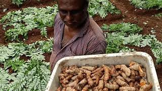 ഇഞ്ചി , മഞ്ഞൾ  കൃഷി (Ginger, turmeric farming )