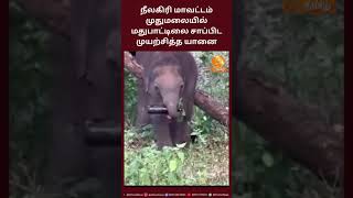 நீலகிரி மாவட்டம் முதுமலையில் மதுபாட்டிலை சாப்பிட முயற்சித்த யானை...