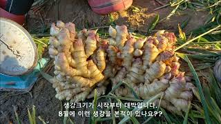 2022년 생강재배 이런생강 보신적 있나요??? harvest ginger 生薑農事