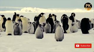 Penguins in Antartica | Ultra HD PK