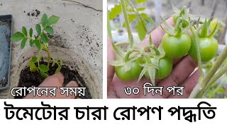 টবে টমেটোর চারা রোপণ পদ্ধতি, ভিন্ন ভিন্ন বয়সে টমেটো চাষে গাছের যত্ন ও পরিচর্যা