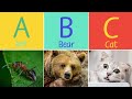 Animal ABC Song for Children - Learn Alphabet with Animals for Toddlers