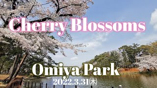 【Cherry Blossoms Omiya Park】桜満開の大宮公園〜しげちゃんの今日も絶好調！！