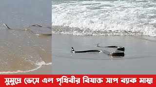 সমুদ্রে ভেসে এলো পৃথিবীর সবচেয়ে বিষাক্ত সাপ কালো মাম্বা! - Black Mamba | Mayajaal - আলোক বার্তা