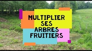 Multiplier ses arbres fruitiers