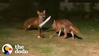 Foxes Sneak Into Backyard And The Cutest Thing Happens | The Dodo Wild Hearts