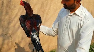 lakha aseel murga #aseel #aseellover #birds