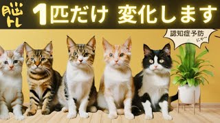 【猫アハ体験】楽しく脳トレ｜認知症予防｜動物ひらめきクイズ｜ねこ好き