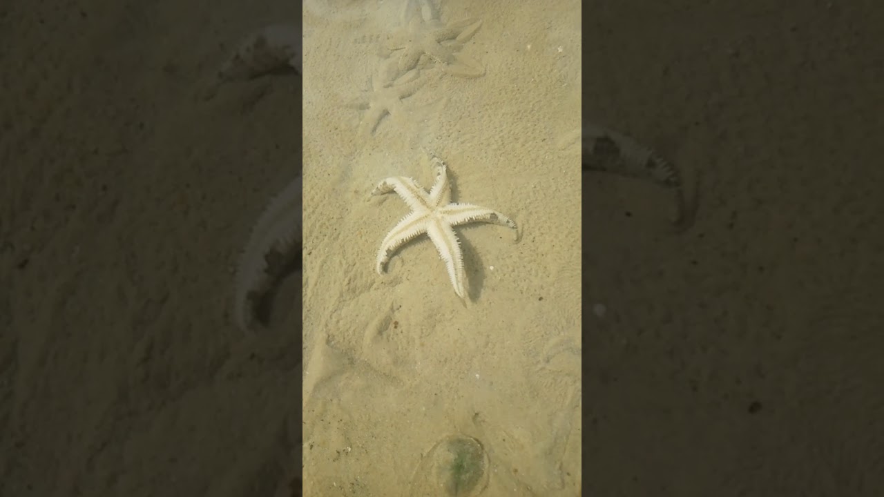 Starfish Youtube