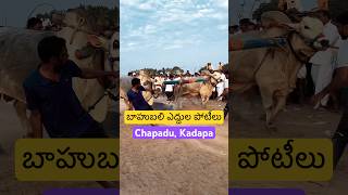 Sankranti ఎద్దుల పోటీలు 😍  #sankranthi #pongal #bullrace #bullraceinkadapa #oxracesap #bull