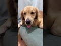 🐶🐶🐶想知道養阿拉斯加犬是什麼樣的體驗？来看我們家洛洛直播吧🥰