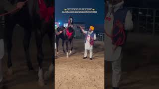 Champion of champions stallion surkhab first position in Hanumangarh horse