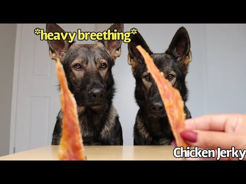 Dogs Review Food Asmr Part 14 Youtube