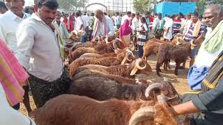 💥pattikonda sheep market  The Biggest Sheep Market Pattikonda  #sheepmarket #pattikondasheepmarket💥