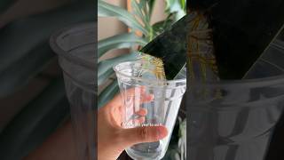 Watch this if you’ve never successfully propagated a snake plant #snakeplant #propagation