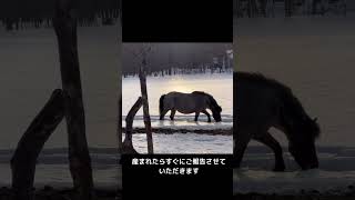 【お知らせ】馬の出産予定表と動画配信不定期のお知らせ