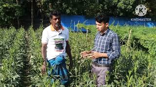 হাইব্রিড ভাইরাস প্রতিরোধী জাত বর্ষা সুপার ঢেঁড়শ চাষাবাদ করে কৃষক এর সফলতার হাসি।