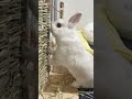 チモシーマットの気分 うさぎちゃん bunny かわいいうさぎ