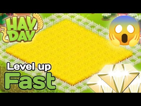 Hay Day TRIGO durante 1 hora (Revisión completa)