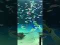 池袋サンシャイン水族館のエイとサメ