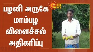 பழனி அருகே மாம்பழ விளைச்சல் அதிகரிப்பு