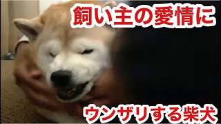 柴犬貴教！飼い主の愛情にうんざり。終いにはちょっとキレてます！😊