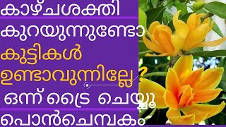 Magnolia Champaca /സ്വർണ ചെമ്പകം /പൊൻ ചെമ്പകം / Chembakam /Golden champak /Michelia Champaca