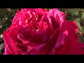 家の薔薇たち 2020.1.14 朝 4k