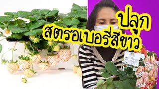 ปลูกสตอเบอรี่ สตรอเบอรี่สีขาว ต้นสตอเบอรี่สีขาว Japan white strawberry plant