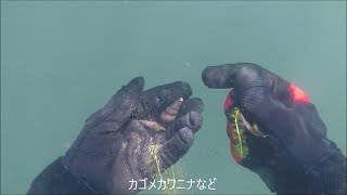 琵琶湖で素潜り2020年8月1日(昼)