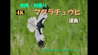 初見・初撮りのマダラチュウヒ（動画編）2023年6月