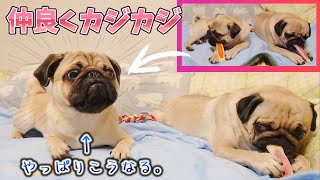 今日は平和なカジカジタイム♪‥と思ってたのに。｜パグのぺろぽん兄弟Pug犬｜