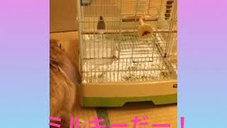 一緒に遊びたいのかな？【うさぎと白文鳥】