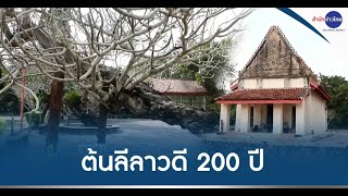 ต้นลีลาวดี 200 ปีสมัยทัพพระเจ้าตากสิน