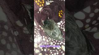 দানা ঝড়ে আক্রান্ত শিশু পাখি উদ্ধার |rescued little Bird form Dana cyclone#bird rescue #Dana cyclone