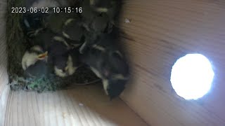 20230527〜0602 シジュウカラ日々成長🐦