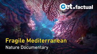 Adventure Ocean Quest - Fragile Mediterranean | Full Documentary
