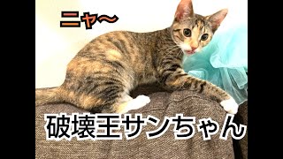 何を壊したのか？破壊王サンちゃん！！やんちゃな子猫