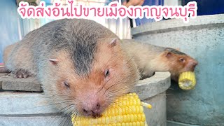 จัดส่ง #ตัวอ้น #อ้น ไปจังหวัดกาญจนบุรี ขอบคุณลูกค้าที่ซื้อนะครับ 0825614365 #ฟาร์มอ้นบ่าวเดชนครพนม